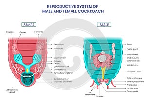 Male and female cockroaches have separate reproductive systems, Male has testes, female has ovaries