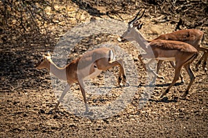 Male and female common impala run past