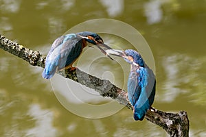 Male and female common kingfishers feeding each other