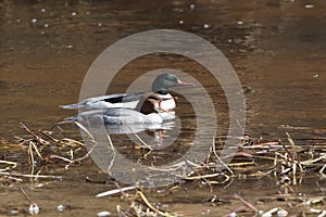 A male and female common merganser couple