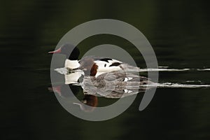 Male and female Common Merganser pair swimming in water