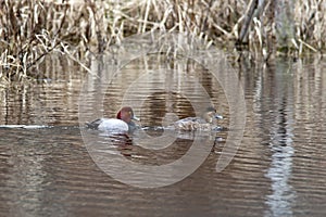 Canvasback waterfowl couple. photo