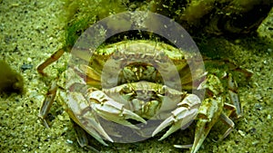 Male and female crab before mating. Swimming crab Macropipus holsatus. Fauna Black Sea