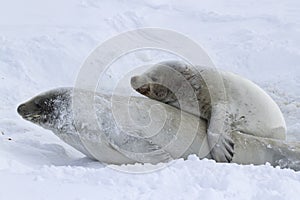 Male and female crabeater seal during the breeding