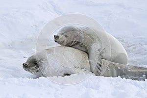 Male and female crabeater seals photo