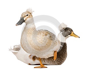 Male and Female Crested Duck, 3 years old