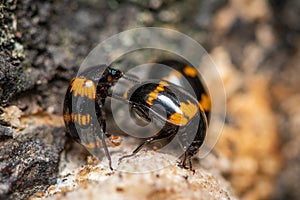 Male and female Darkling beetles Diaperis boleti on a tree with fungus