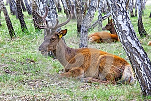 Male and female deer lying down resting in the birch forest