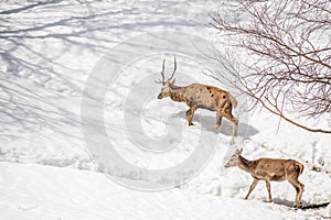 Male and female deer walking in the snow in a park in northern I