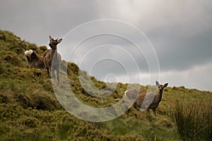 Male and female deer are wary in the field