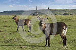 Male and female Defassa waterbucks, Kenya