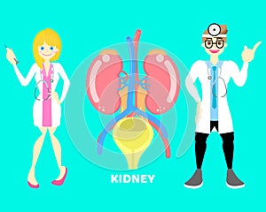 Male and female doctor with kidney and bladder, internal organs anatomy body part nervous system