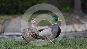 A Male and Female Duck Waddle Towards the Camera