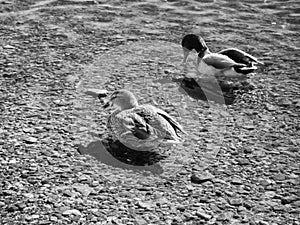 Male and female ducks, infrared