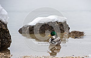 Male and female ducks swimming in a calm lake water with rocks covered in snow around them