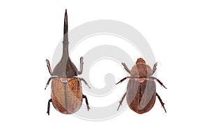 Male and female dynastes hercules