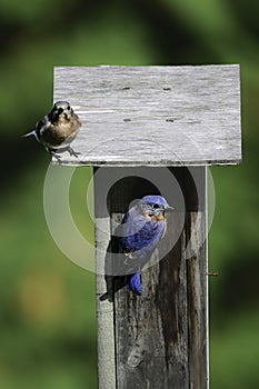 A male and Female Eastern Bluebird investigate a nesting box