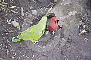 Male and female eclectus parrot