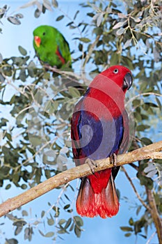 MALE AND FEMALE ECLECTUS PARROT eclectus roratus