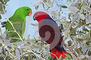 MALE AND FEMALE ECLECTUS PARROT eclectus roratus, PAIR STANDING ON BRANCH