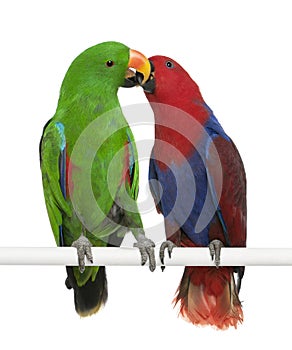 Male and Female Eclectus Parrots