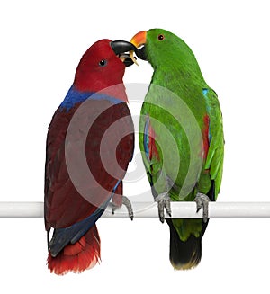 Male and Female Eclectus Parrots