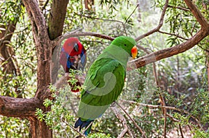 Male and Female Eclectus Parrots