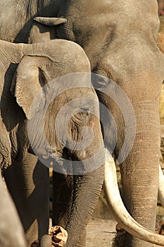 Male and female elephants hugging