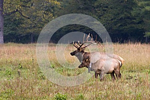 Male and Female Elk