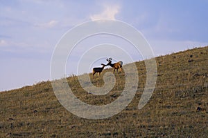 Male and Female Elk Kissing