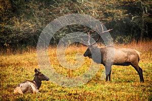 Male And Female Elk Smoky Mountains North Carolina