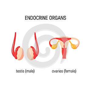 Testis and ovary vector illustrations in flat style photo