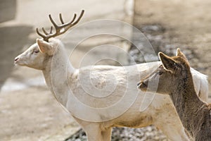 Male and female of Fallow Deer in summer