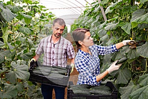 Male and female farm workers picking crop of cucumbers in glasshouse