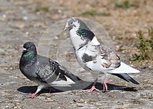 Male and female feral pigeons