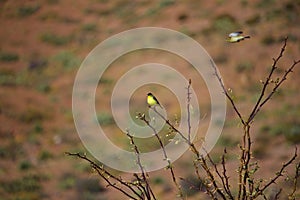 Male and Female Finch sitting and flying