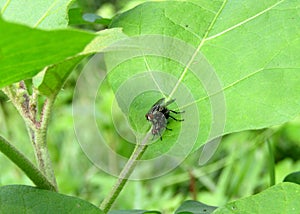 Male and female fly conterst moment