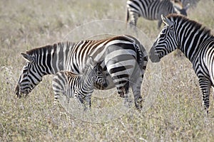 Male, female and foal plains zebra standing in the savannah