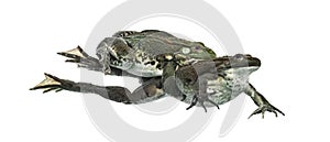 Male and female frog copulating, isolated photo