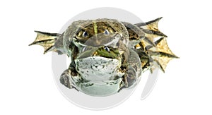 Male and female frog copulating, isolated