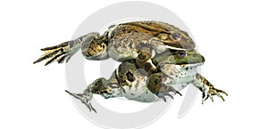 Male and female frog copulating, isolated