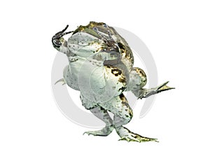 Male and female frog copulating, isolated photo