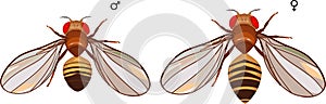 Male and female fruit fly Drosophila melanogaster