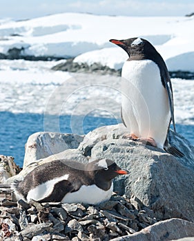 Male and female Gentoo penguins near the nest.