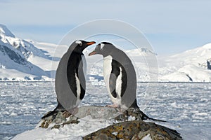 Male and female Gentoo penguins on the slope.