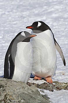 Male and female Gentoo penguins which stand near the site where