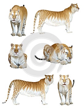 Male and female golden tabby tiger isolated