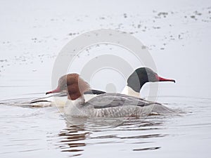 Goosander swimming at Daisy Nook