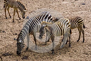 Male and female grants zebra couple together, tropical wild horse specie from Africa