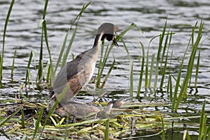 Male and female Great Crested Grebe.